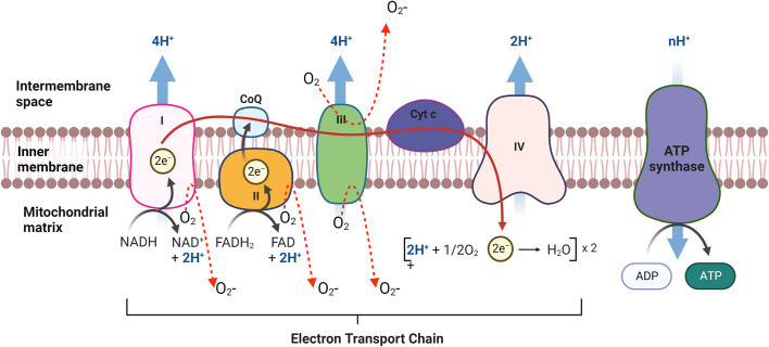 Figure 4