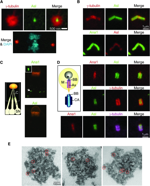 Figure 4.—