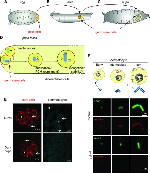 Figure 6.—