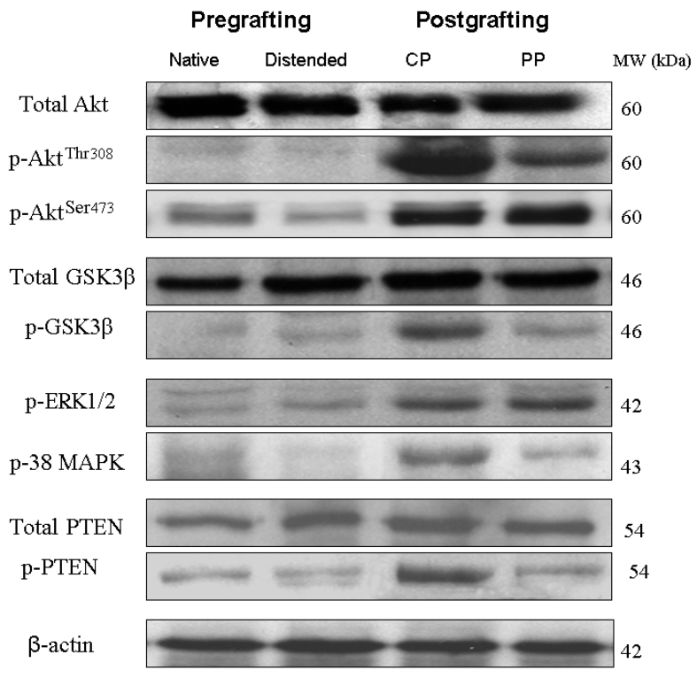Figure 5)