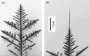 Ice-crystal dendrites grown from supersaturated air at −15°C without the electric field presence