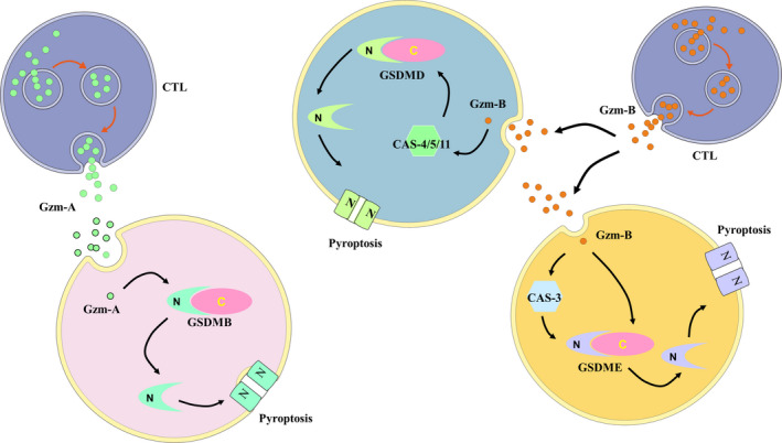 FIGURE 4