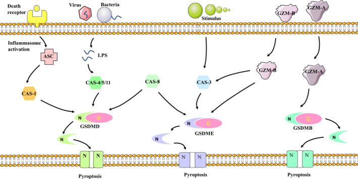 FIGURE 1