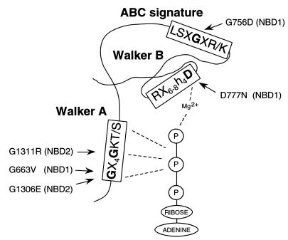 FIG. 1