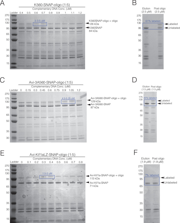 Figure 1—figure supplement 1.