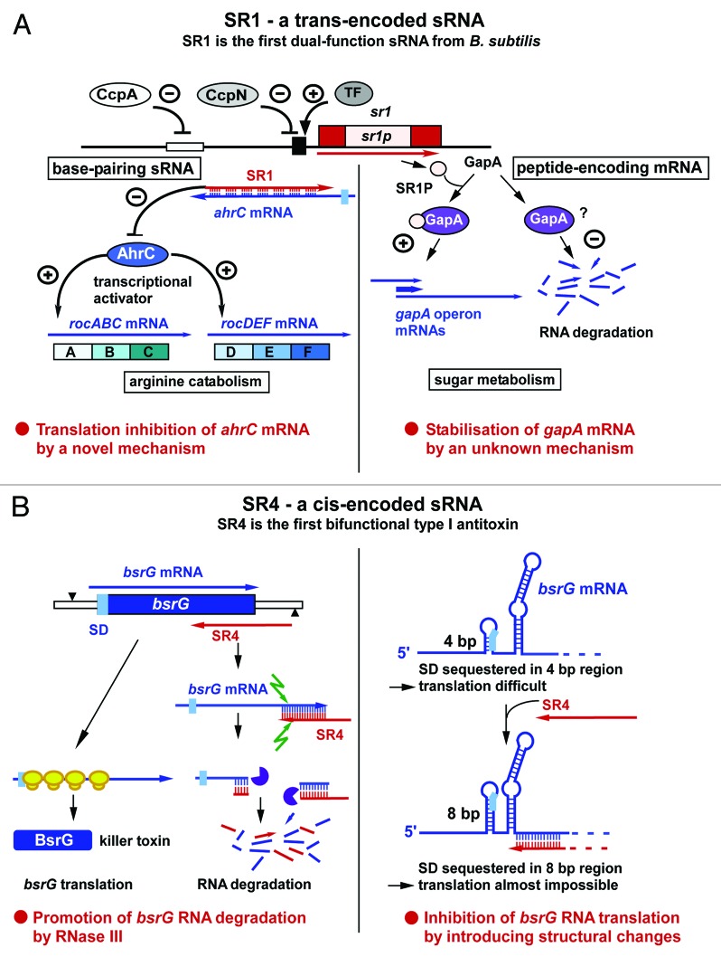 graphic file with name rna-11-443-g2.jpg