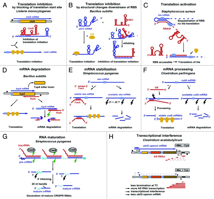 graphic file with name rna-11-443-g1.jpg