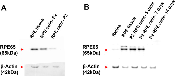 Fig 4