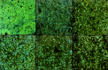 Figure 5: