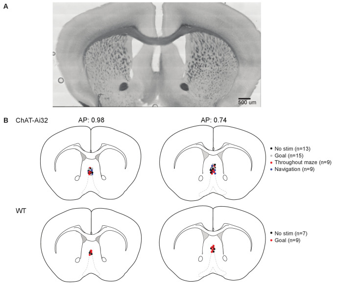 Figure 2—figure supplement 2.