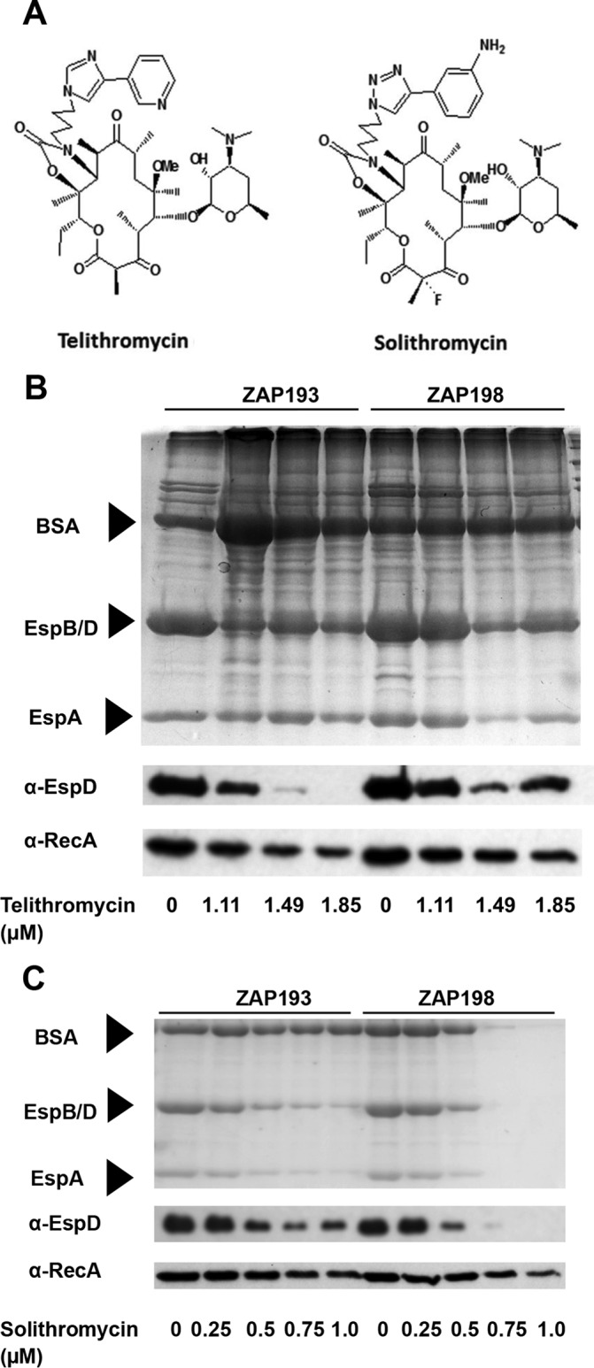 FIG 1