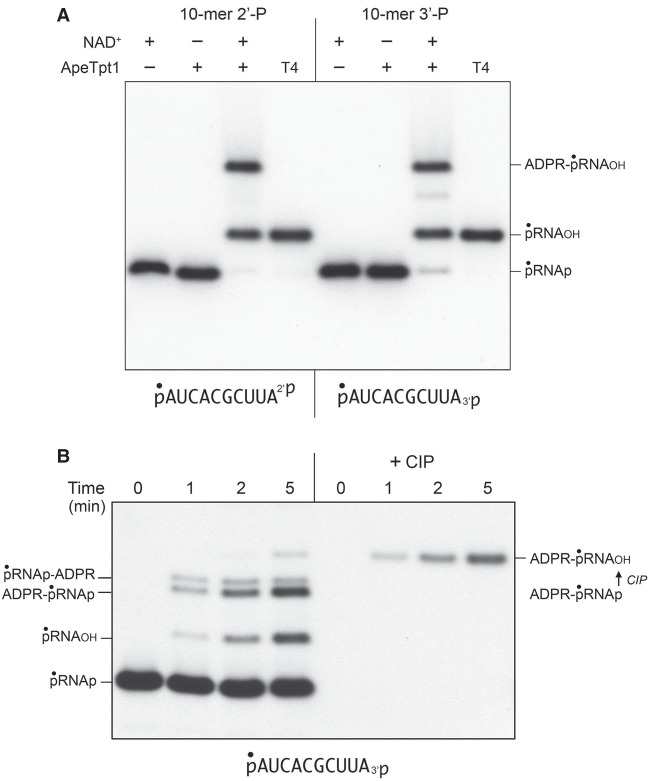 FIGURE 4.