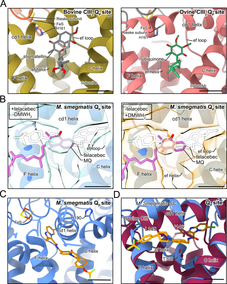 Figure 3—figure supplement 1.