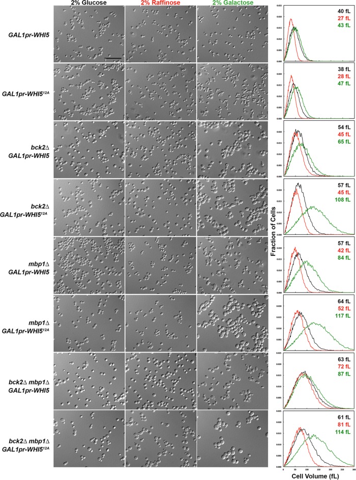 FIGURE 6: