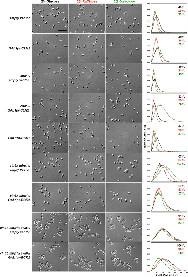 FIGURE 4: