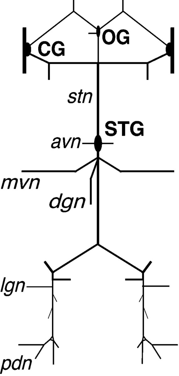 Fig. 1.