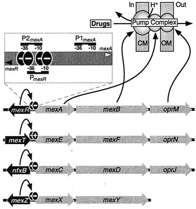 FIG. 1.