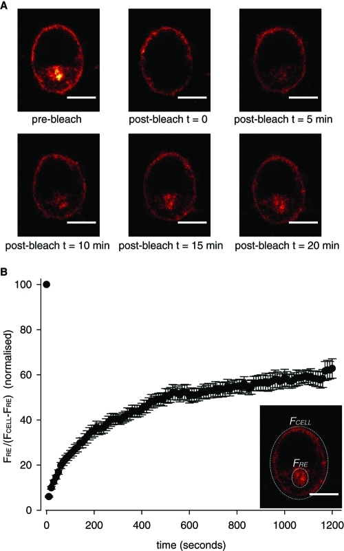 FIGURE 4: