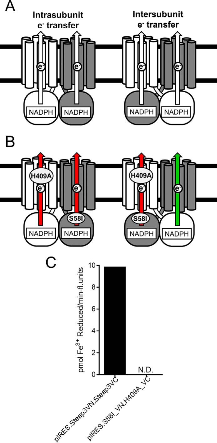 FIGURE 4.