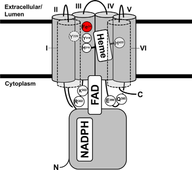 FIGURE 7.