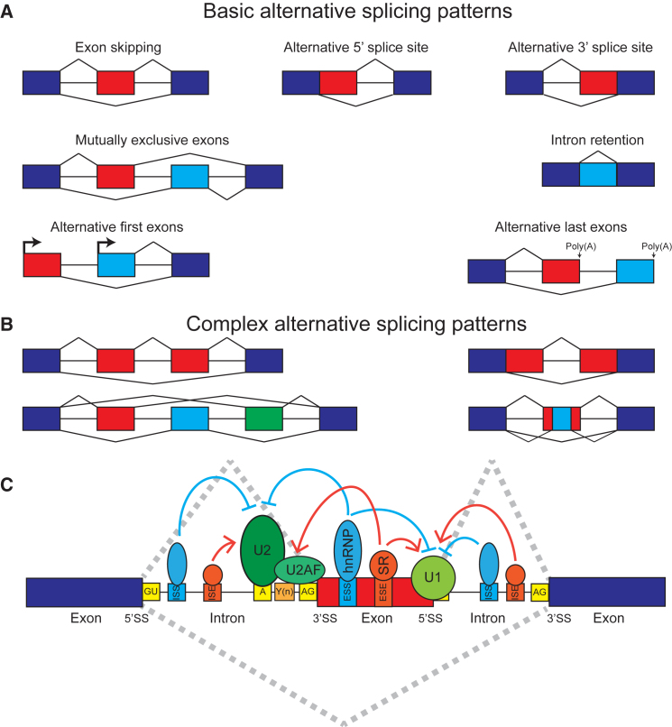 Figure 1