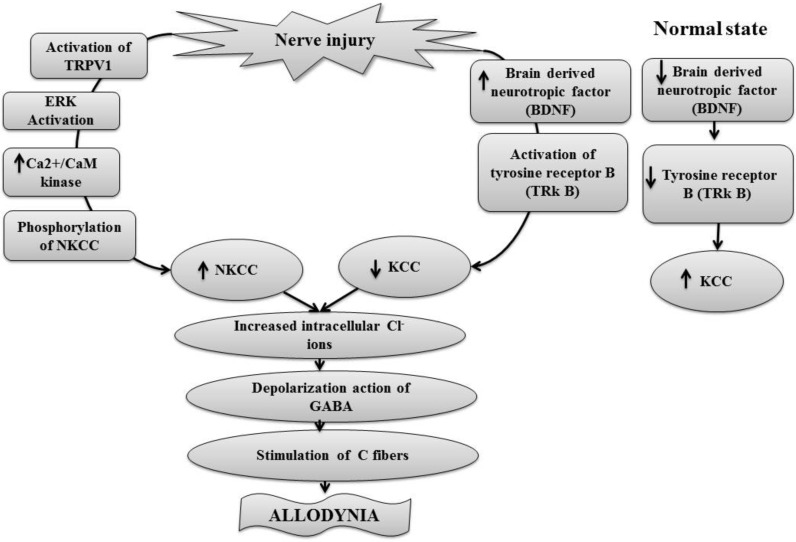 Fig. (6)