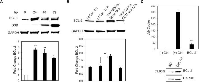 Fig 10