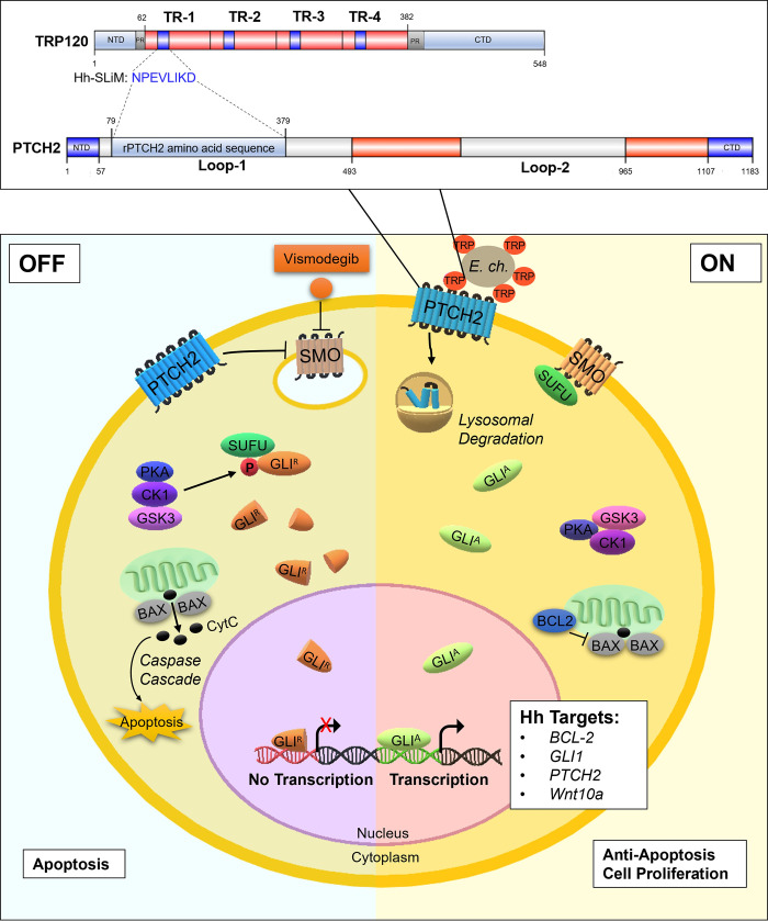 Fig 13