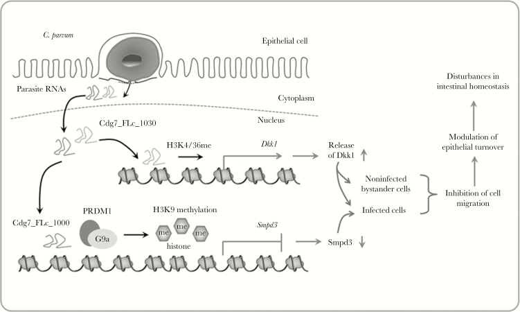 Figure 7.