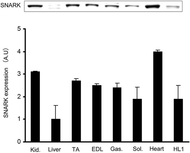 Fig.1.