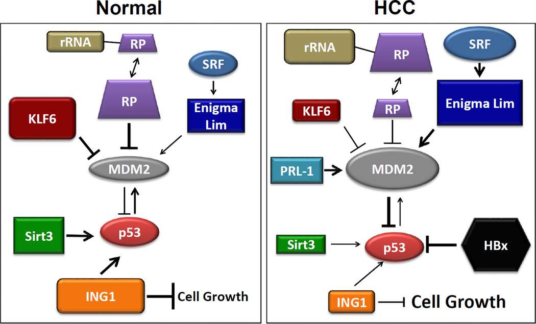 MDM2-p53 Pathway in Hepatocellular Carcinoma - PMC