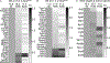 Figure 3)