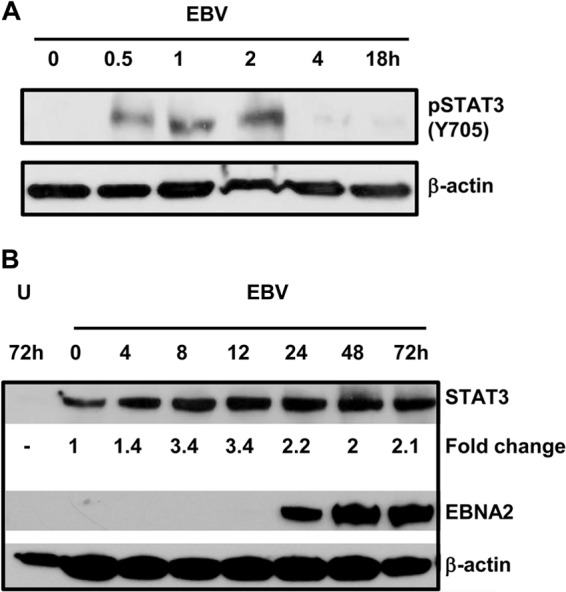 FIG 1