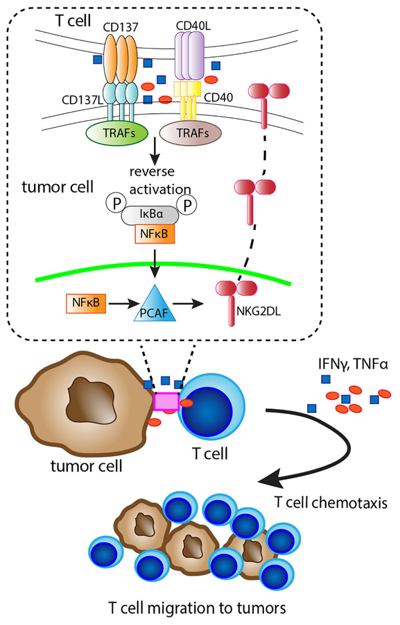 Fig 6.