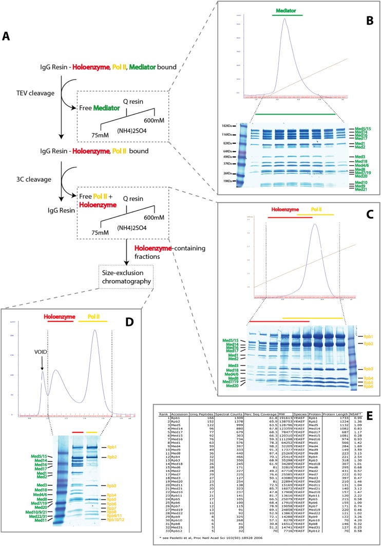 Figure 1—figure supplement 1.