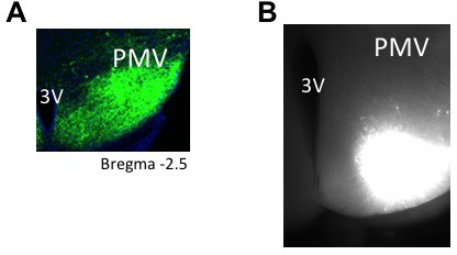 Figure 3—figure supplement 1.