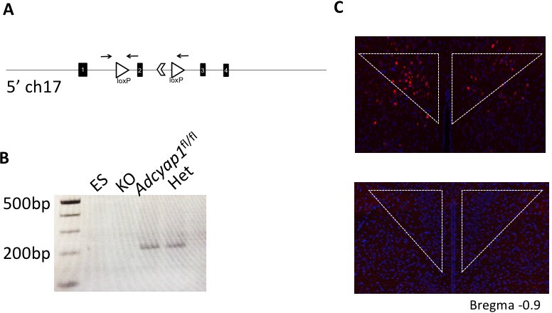 Figure 1—figure supplement 2.