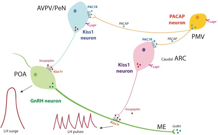 Figure 4.