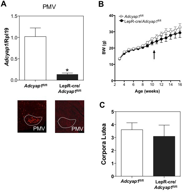 Figure 1—figure supplement 3.