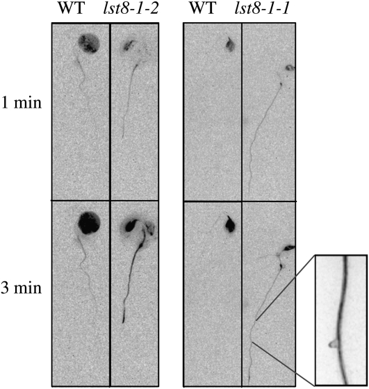 Figure 11.