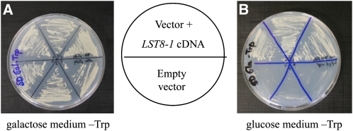 Figure 4.