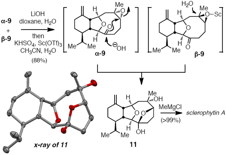 Scheme 5