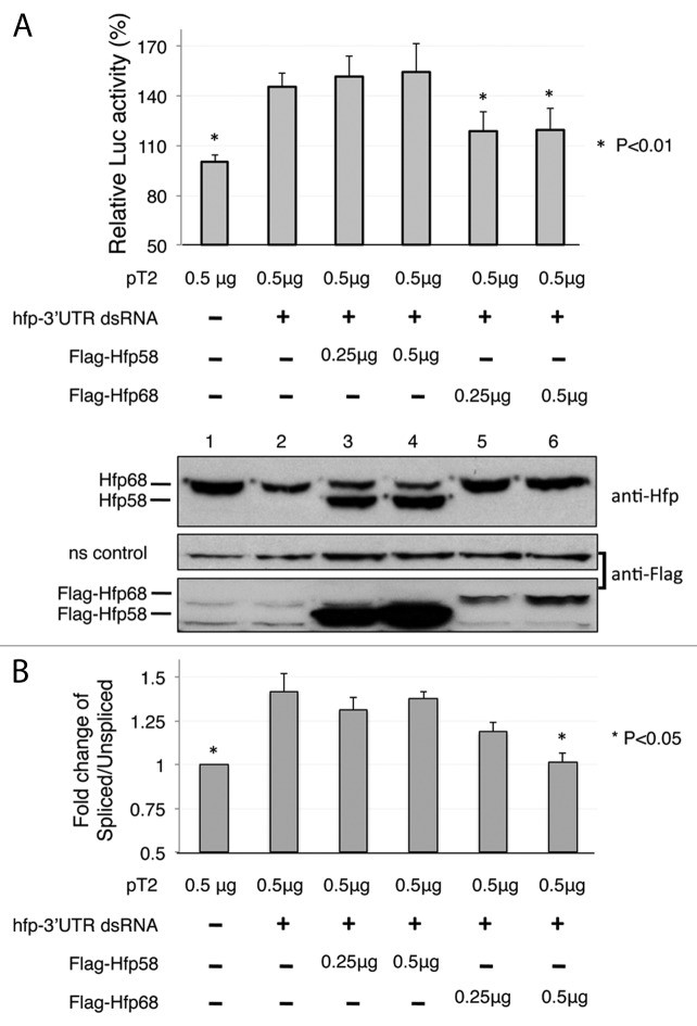 graphic file with name rna-10-1396-g7.jpg