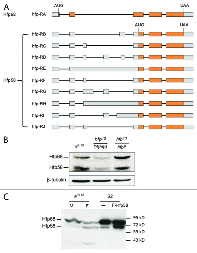 graphic file with name rna-10-1396-g6.jpg