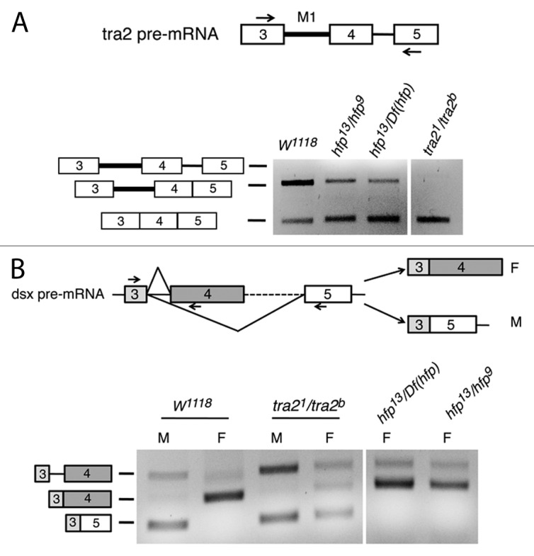 graphic file with name rna-10-1396-g5.jpg