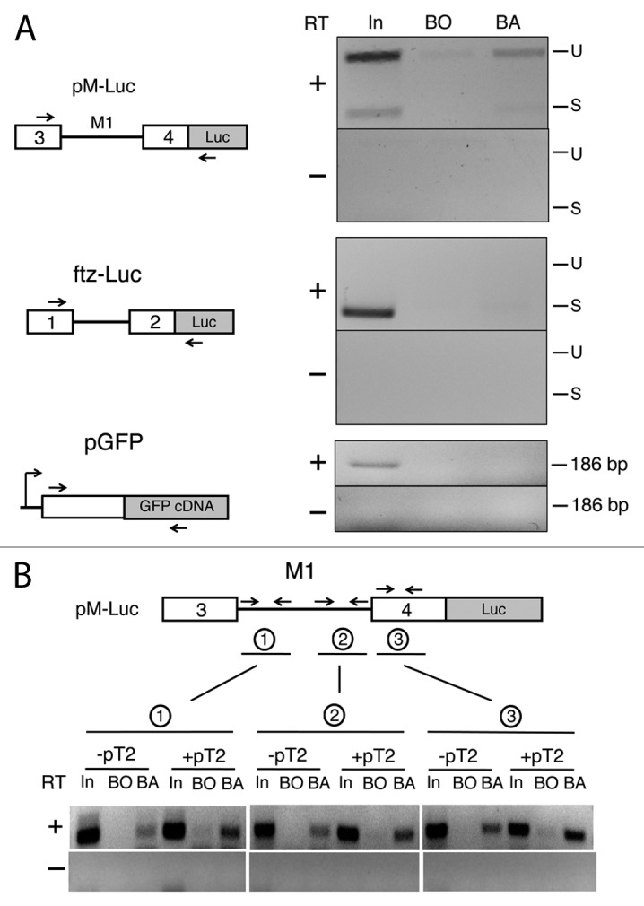 graphic file with name rna-10-1396-g3.jpg