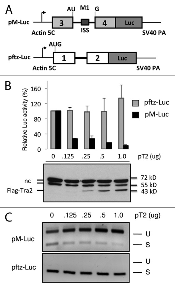 graphic file with name rna-10-1396-g1.jpg