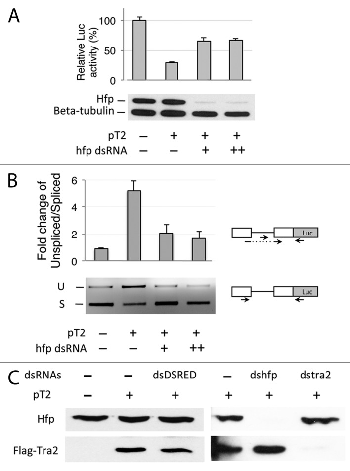 graphic file with name rna-10-1396-g2.jpg