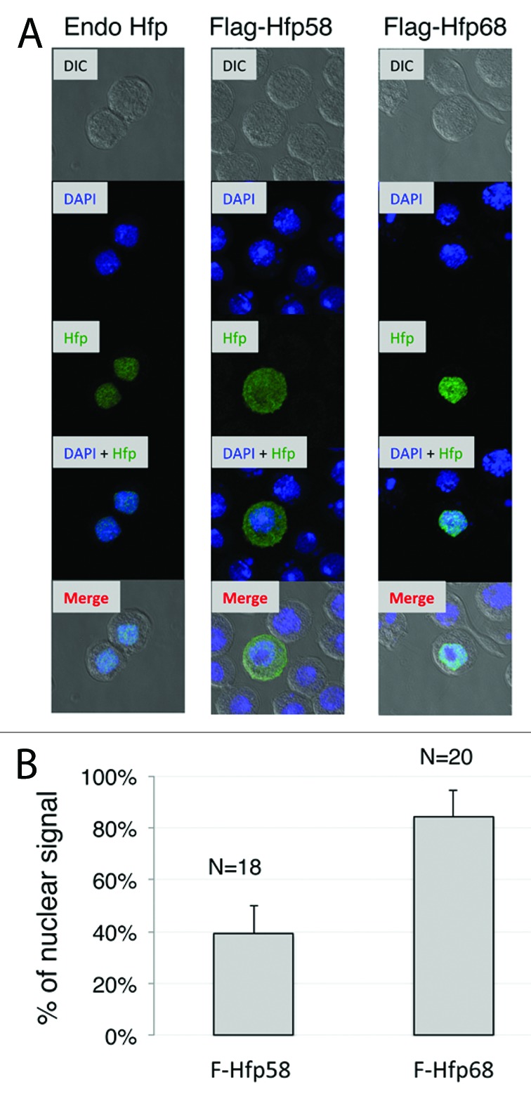 graphic file with name rna-10-1396-g8.jpg