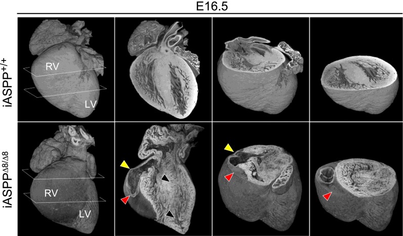 Fig. 5.